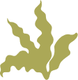 Whole leaf icon