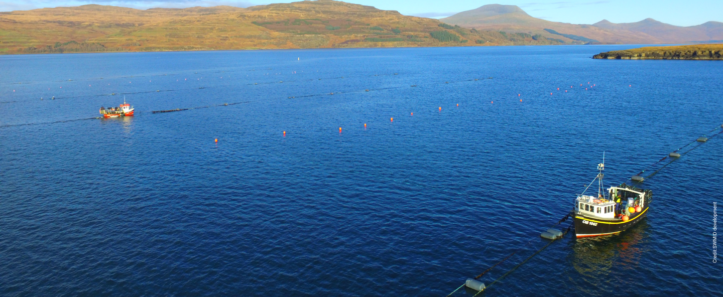 Farmed seaweed