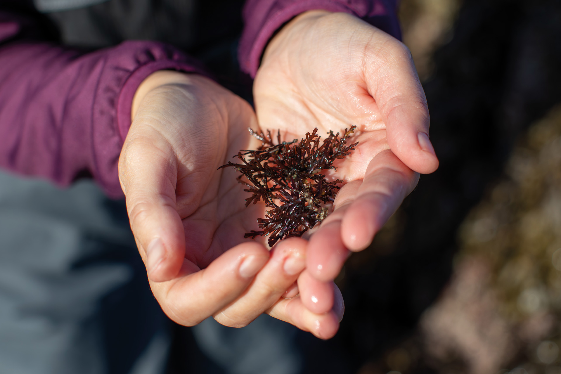 Pepper dulse