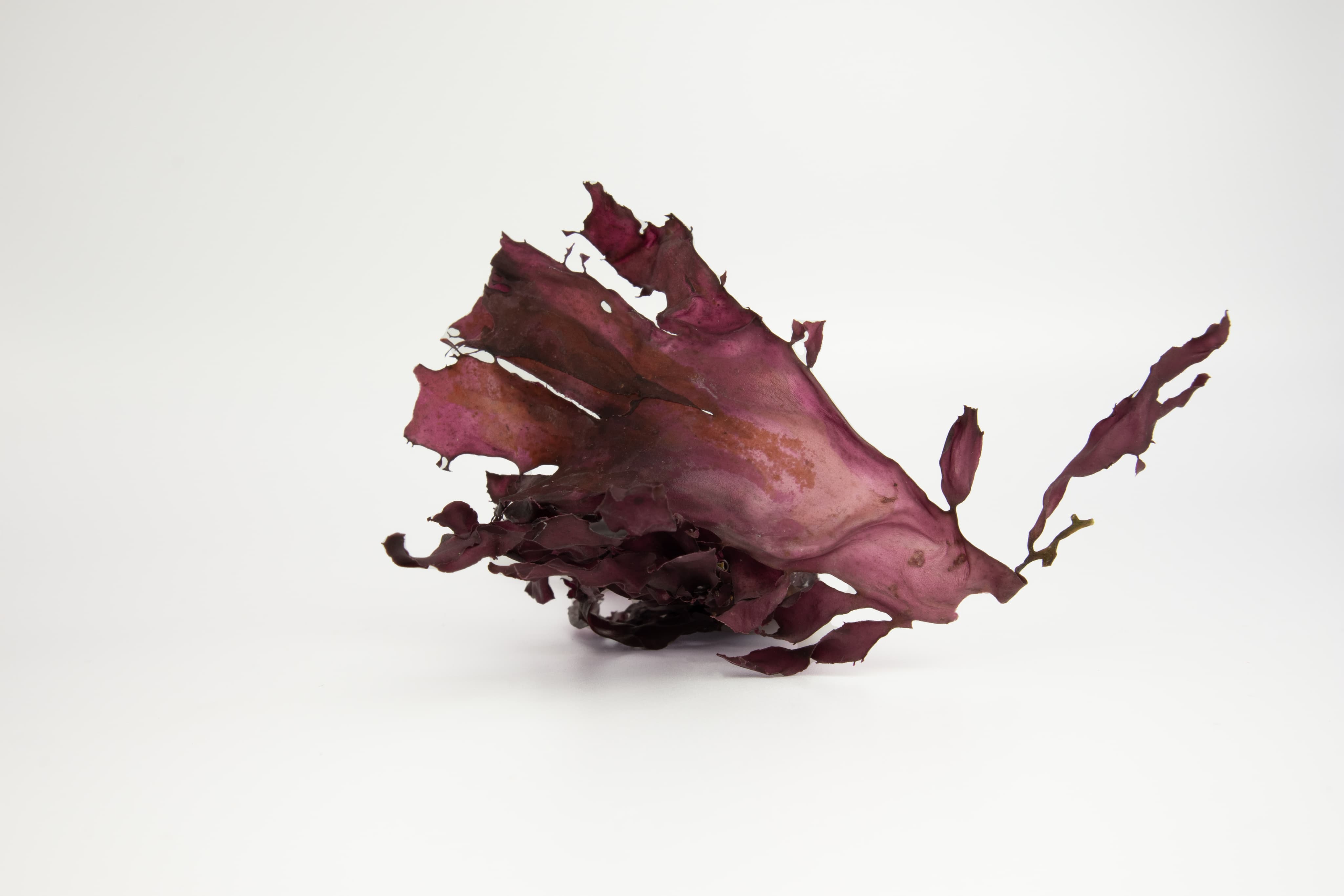 Dried Seaweed