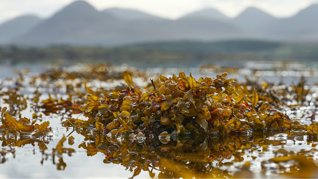Seaweed in the river