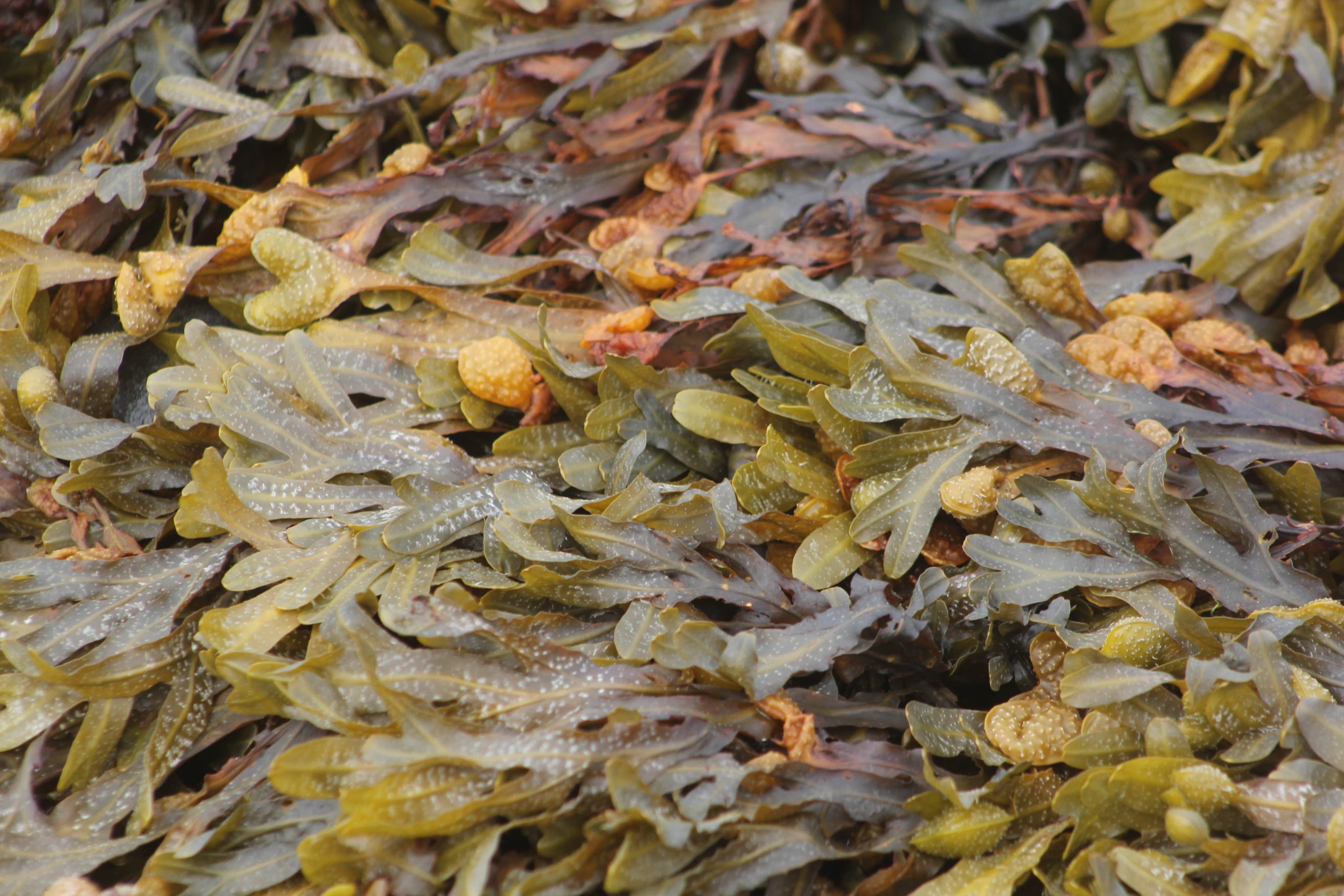 Pile of fresh seaweed