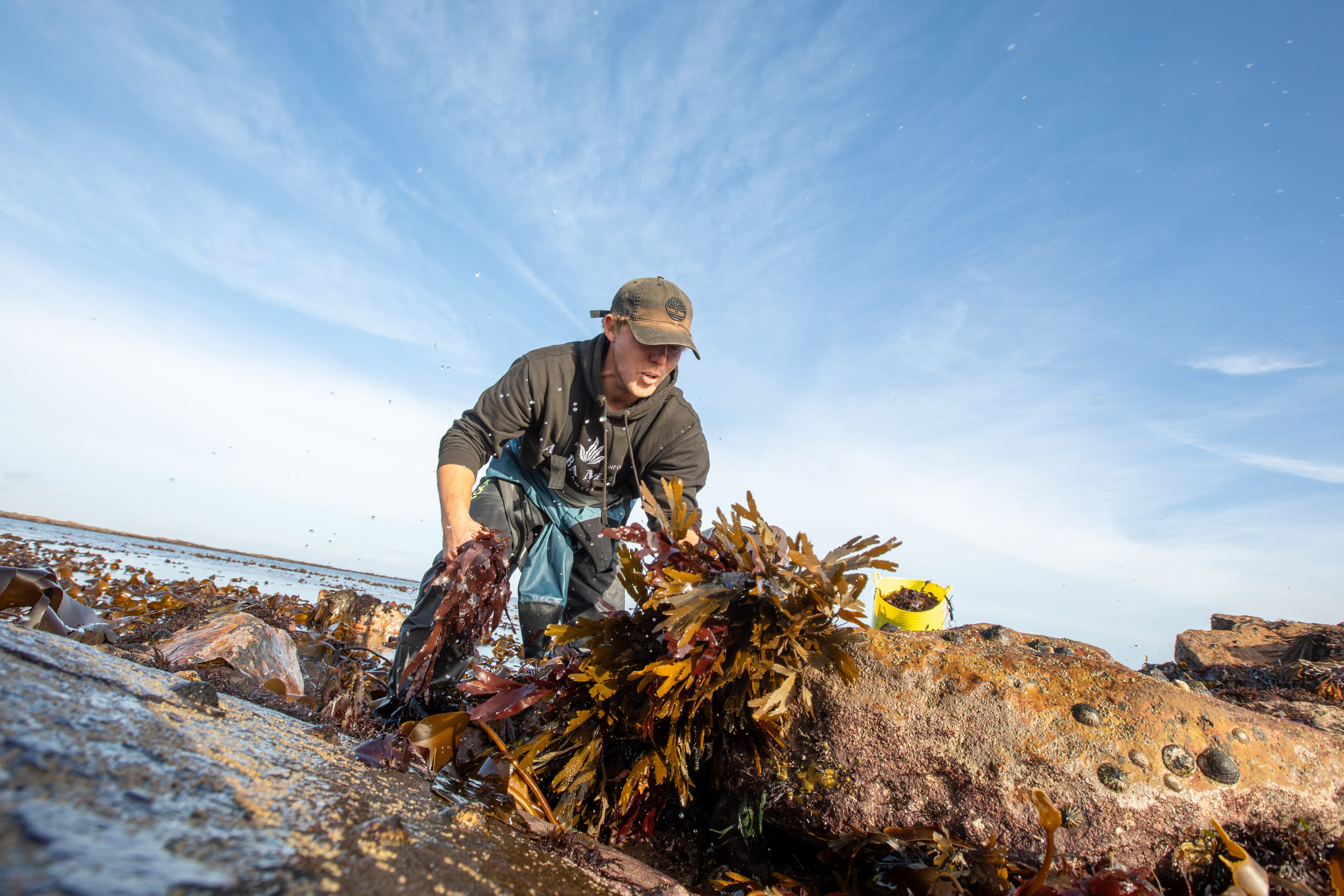 Man picking up seaweed from the water