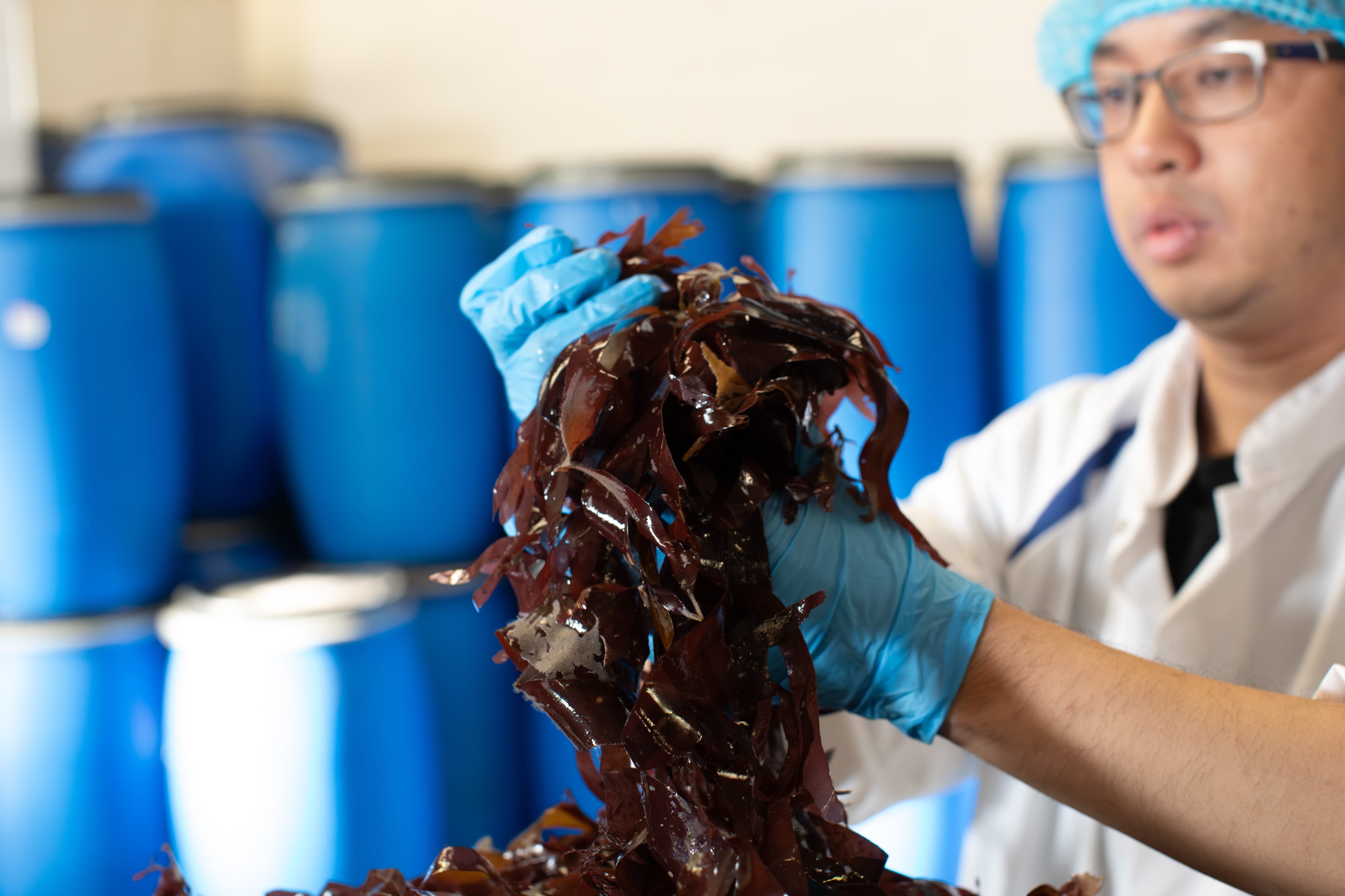 Man in protective gear lifting fresh seaweed