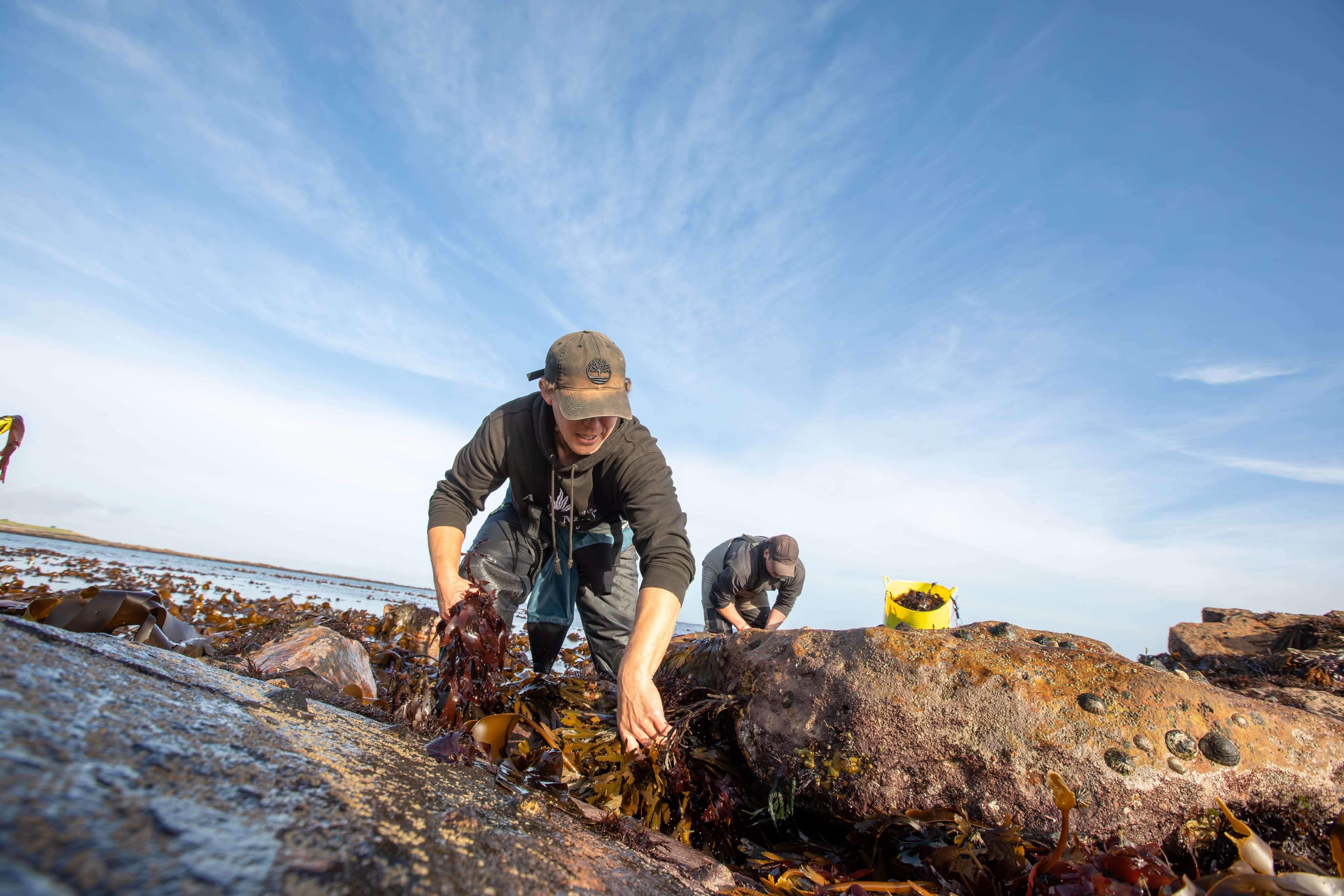 Person leaning over to pick fresh seaweed
