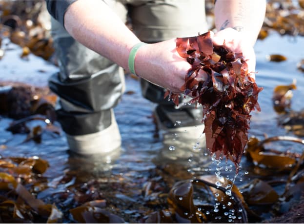 Person in the water lifting out seaweed