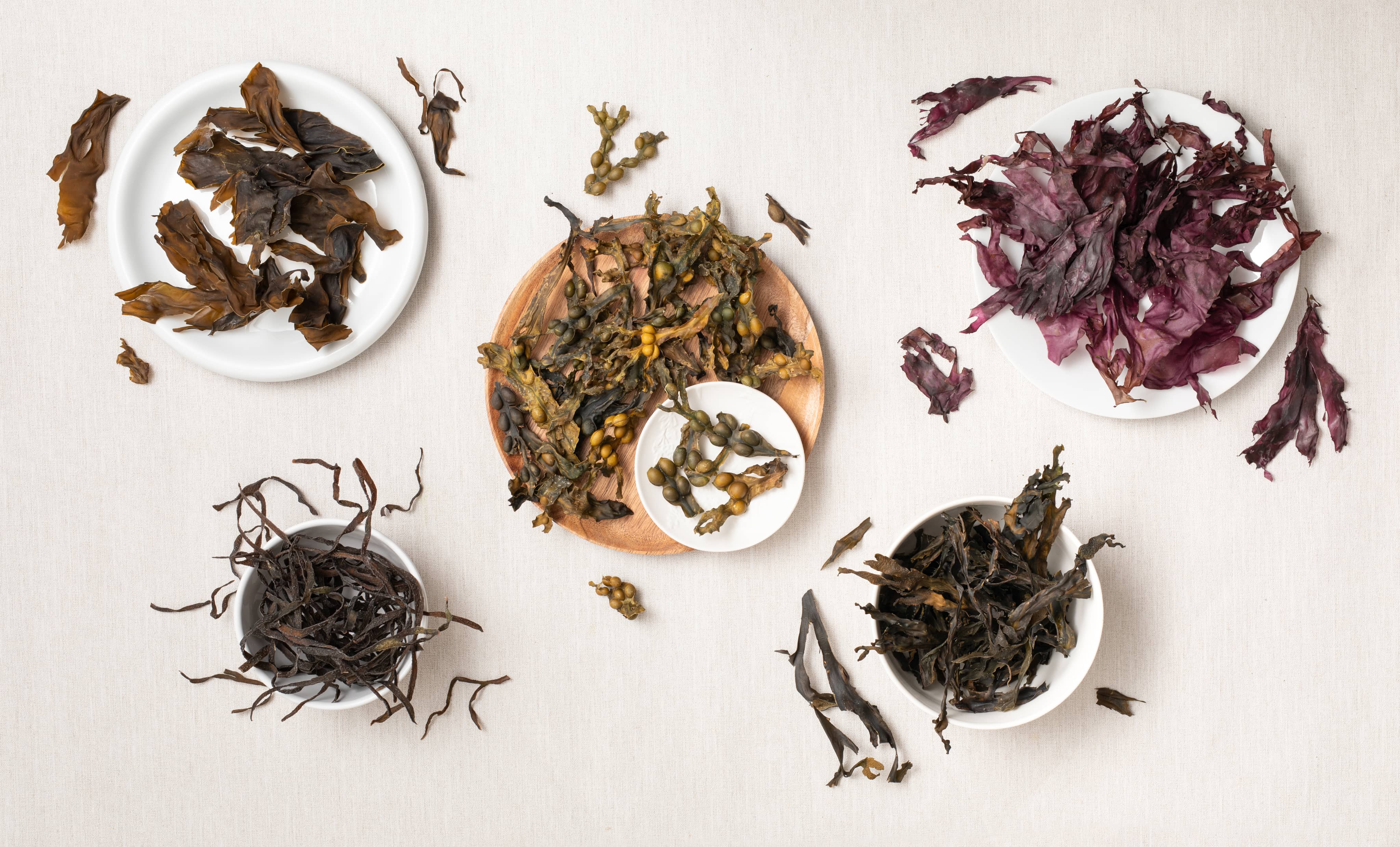 collection of dried seaweed