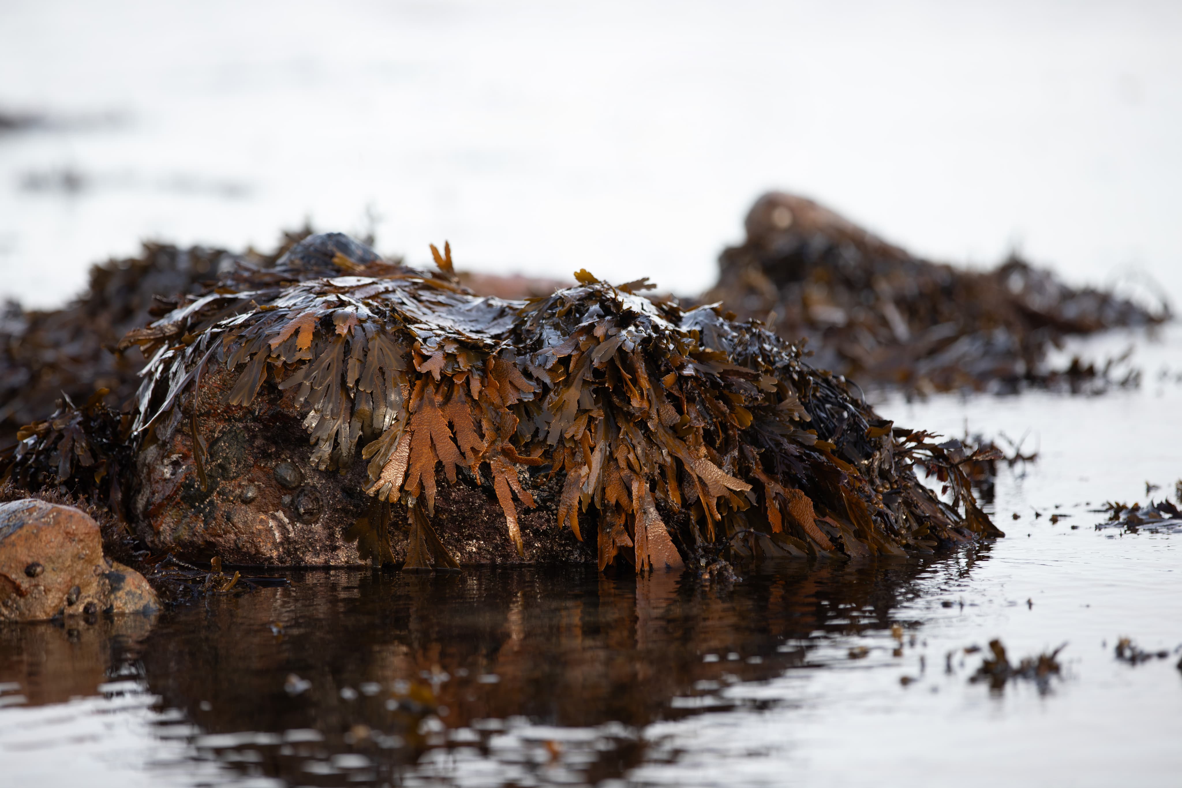 Seaweed in the river